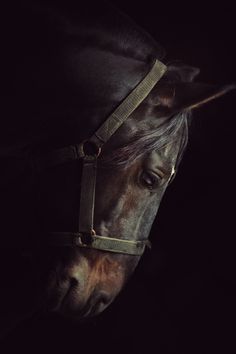 人鱼&amp;私人定制采集到Horse We Heart It