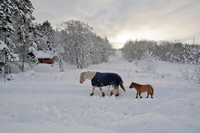 小马没有毯子。Orstad, Rogaland Fylke。摄影：Anders Harbo