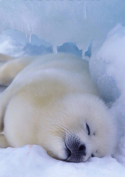 thelovelyseas: arctic seal by bluebunny1024