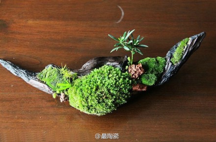 养苔藓的人，纯手工制作的苔藓盆景。作者：寂静。