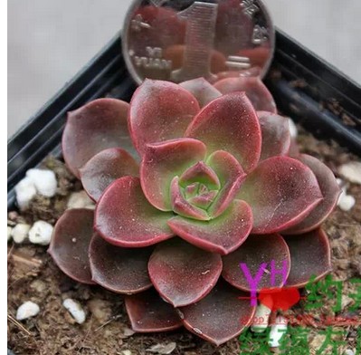 多肉植物多浆植物景天科巧克力方砖