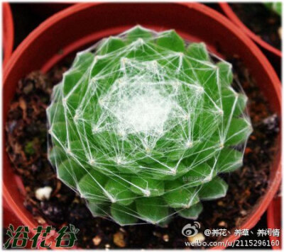 中文名：蛛丝卷绢 拉丁学名：Sempervivum arachnoideum科属：景天科长生草属产地分布：中南欧、北非 蛛丝卷绢是比较耐寒的品种，属于冬种型，喜欢凉爽干燥通风良好的环境，对高温敏感，夏季休眠时容易腐烂，应特别注…