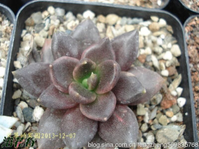 中文名：黑助 拉丁学名：Echeveria affinis 科属：景天科拟石莲花属产地分布：园艺种 黑助基本是古紫的萎缩版，为园艺种。黑助为景天科多肉植物，小型品种。植株肉质叶排成松散的莲座状。叶片长梭型，微微向叶心弯曲…