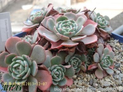 新花乙女Echeveria Dondo