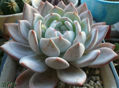 中文名：芙蓉雪莲 拉丁学名：Echeveria laui x lindsayana科属：景天科石莲花属 芙蓉雪莲是由“雪莲”杂交而来的品种，相对于雪莲来说，芙蓉雪莲的价格算是比较平民化了，花友购买的时候要注意，芙蓉雪莲比较喜欢日…