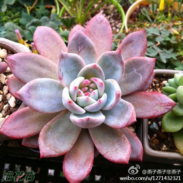 中文名：芙蓉雪莲 拉丁学名：Echeveria laui x lindsayana科属：景天科石莲花属 芙蓉雪莲是由“雪莲”杂交而来的品种，相对于雪莲来说，芙蓉雪莲的价格算是比较平民化了，花友购买的时候要注意，芙蓉雪莲比较喜欢日照，根系生长健康后可以多给一点水，芙蓉雪莲可以长的非常巨大。正常为白色，日照增多，温差增大后会整株转变为粉红色。繁殖方式以叶插为主，也可以扦插，叶插成功率稍下。