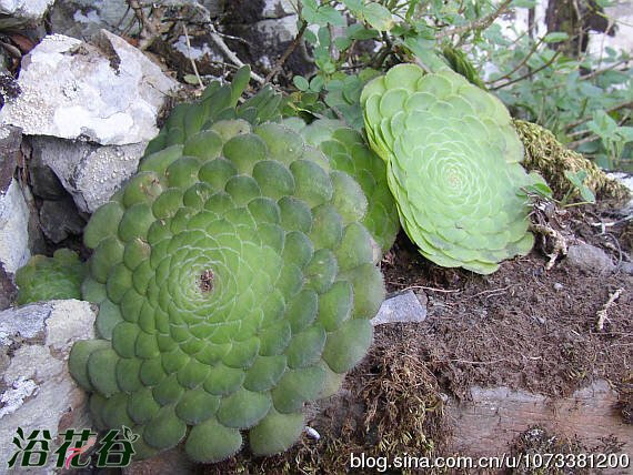 中文名：明镜别称：盘叶莲花掌拉丁学名：Aeonium tabulaeforme科属：景天科莲花掌属产地分布：非洲西北部加那利群岛 明镜植株低矮扁平，叶面直径最大可至50厘米，喜欢阳光，草绿色，光照增多后会略微变黄，对水分需求不大，夏季完全休眠，需要注意遮荫，明镜从叶片中心开花，花后整株死亡，所以发现花苞要立即剪掉。明镜繁殖主要是分株，叶插很少成功的。