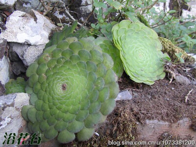 中文名：明镜别称：盘叶莲花掌拉丁学名：Aeonium tabulaeforme科属：景天科莲花掌属产地分布：非洲西北部加那利群岛 明镜植株低矮扁平，叶面直径最大可至50厘米，喜欢阳光，草绿色，光照增多后会略微变黄，对水分需…