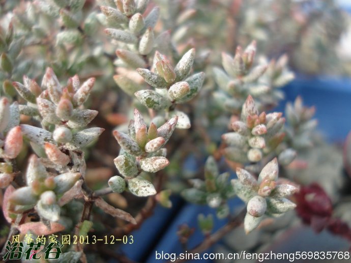 中文名：普诺莎拉丁学名：Crassula pruinosa科属：景天科青锁龙属 普诺莎需要接受充足日照株型才会更紧实美观。日照太少则叶片排列松散，拉长。普诺莎是中小型植株，随着生长的状态可以几年换盆一次，盆径可以比株径大1~2寸，这样可促进植株成长。介质一定要乾燥后才浇水，可以施用缓效肥。繁殖一般为砍头和侧芽，也可以播种。砍头和分株全年都可以进行，取健康的侧芽或砍头苗，晾干伤口，扦插在疏松透气的土壤里，等待发根就可以，是非常好繁殖的一个青锁龙品种了。