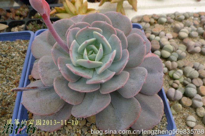 中文名：蓝粉台阁 拉丁学名：Echeveria runyonii v科属：景天科拟石莲属 产地分布：园艺种 蓝粉台阁植株的茎部会很粗壮，随着生长而逐渐伸长长高。叶片莲座型密集排列，株径可达15cm以上。叶片长圆形，叶色浅蓝至浅白，新叶色浅、老叶色深。强光与昼夜温差大或冬季低温期叶色会渐白，叶尖发红，弱光则叶色浅蓝，叶片变的窄且长，也会非常薄。叶面上覆有白粉，老叶白粉掉落後呈光滑状。夏季至秋季开花，穗状花序长度可达20㎝以上，开橘黄色倒钟形花朵。