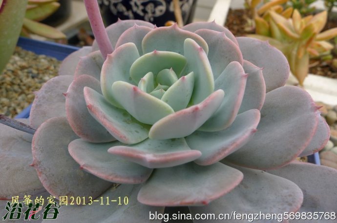 中文名：蓝粉台阁 拉丁学名：Echeveria runyonii v科属：景天科拟石莲属 产地分布：园艺种 蓝粉台阁植株的茎部会很粗壮，随着生长而逐渐伸长长高。叶片莲座型密集排列，株径可达15cm以上。叶片长圆形，叶色浅蓝至浅白，新叶色浅、老叶色深。强光与昼夜温差大或冬季低温期叶色会渐白，叶尖发红，弱光则叶色浅蓝，叶片变的窄且长，也会非常薄。叶面上覆有白粉，老叶白粉掉落後呈光滑状。夏季至秋季开花，穗状花序长度可达20㎝以上，开橘黄色倒钟形花朵。