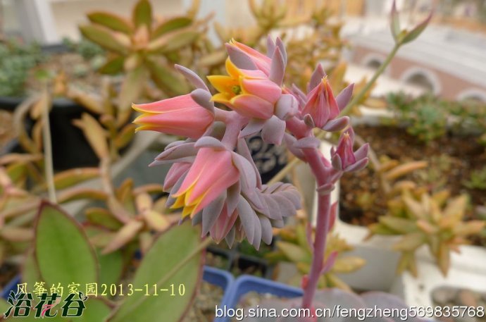 中文名：蓝粉台阁 拉丁学名：Echeveria runyonii v科属：景天科拟石莲属 产地分布：园艺种 蓝粉台阁植株的茎部会很粗壮，随着生长而逐渐伸长长高。叶片莲座型密集排列，株径可达15cm以上。叶片长圆形，叶色浅蓝至浅白，新叶色浅、老叶色深。强光与昼夜温差大或冬季低温期叶色会渐白，叶尖发红，弱光则叶色浅蓝，叶片变的窄且长，也会非常薄。叶面上覆有白粉，老叶白粉掉落後呈光滑状。夏季至秋季开花，穗状花序长度可达20㎝以上，开橘黄色倒钟形花朵。