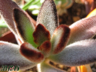 中文名：黑兔耳别称：野兔耳 拉丁学名：Kalancho tomentosa cv.\'Chocolate Soldier\'科属：景天科伽蓝菜属 产地分布：中美洲干燥地区 黑兔耳是景天科伽蓝菜属多肉植物，叶片形体与“月兔耳”基本相同，习性也非常相…