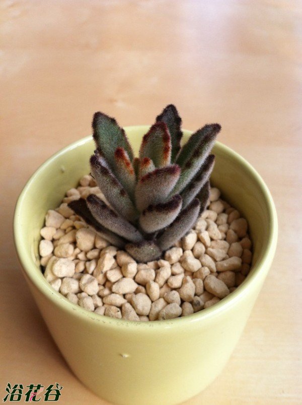 中文名：黑兔耳 别称：野兔耳 拉丁学名：Kalancho tomentosa cv.\'Chocolate Soldier\'科属：景天科伽蓝菜属 产地分布：中美洲干燥地区 黑兔耳是景天科伽蓝菜属多肉植物，叶片形体与“月兔耳”基本相同，习性也非常相近。喜欢温暖干燥的环境，夏季高温时要注意遮荫，并减少浇水量。 冬季最好保持在十度左右，叶片会随着光照时间增多而变黑，这是与月兔耳最大的区别。黑兔耳根系比较强大，在栽种的时候可以选择较深一些的花盆。黑兔耳繁殖主要以叶插和扦插为主。