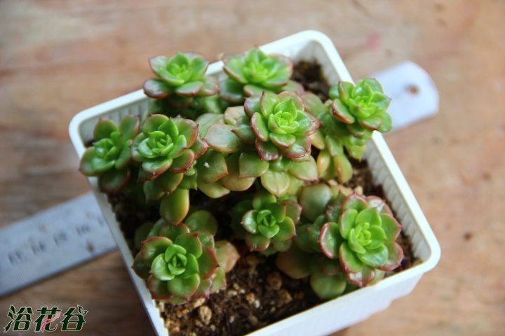 中文名：蜡牡丹 拉丁学名：Echeveria agavoides x Sedum cuspidatum科属：景天科产地分布：园艺种 蜡牡丹为园艺品种 只要多光照少水大温差可以更红更黄，在日韩，腊牡丹拉丁名被错误的命名为Echeveria nuda 其实Echeveria nuda 是另一种原生的拟石莲属多肉植物，而蜡牡丹为园艺品种，其亲本是由Echeveria agavoides（冬云原始种） x Sedum cuspidatum 杂交而来，所以在欧洲都直接标注为Echeveria agavoides x Sedum cuspidatum（可见欧洲人的严谨性）