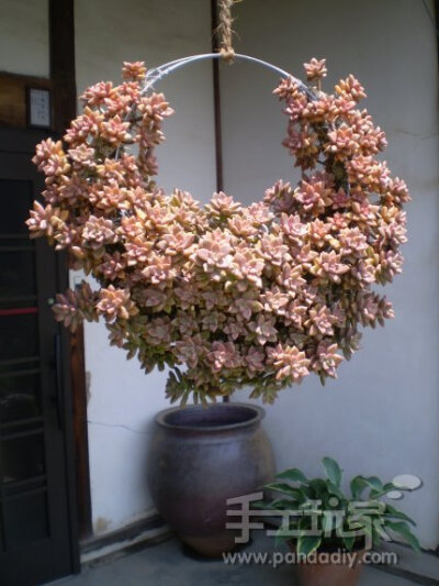 多肉 植物 姬胧月 景天科