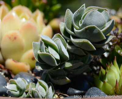 龙宫城Crassula ‘Ivory Pagoda’，又名象牙塔，青锁龙属