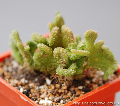 若绿缀化Crassula muscosa f.cristata，青锁龙属