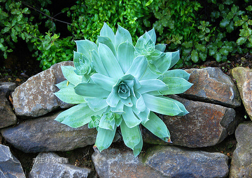 雪山DUDLEYA pulverulenta，景天科仙女杯屬