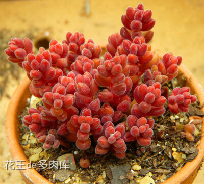 珊瑚珠Sedum &lt;wbr&gt;stahlii,萌翻的红色小丸子~