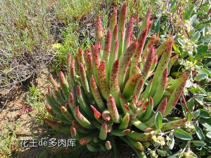 仙女杯爱杜丽丝 &lt;wbr&gt;Dudleya &lt;wbr&gt;edulis