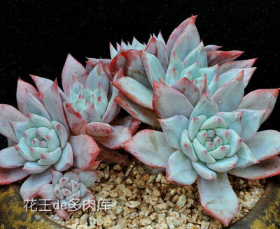 厚叶墨西哥蓝鸟Echeveria &lt;wbr&gt;Blue &lt;wbr&gt;Bird