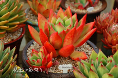 相府莲Echeveria &lt;wbr&gt;agavoides &lt;wbr&gt;'Prolifera'，热情似火的冬云品种