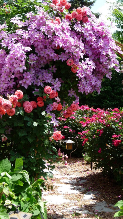 flowersgardenlove: clematis and roses Flowers Garden Love