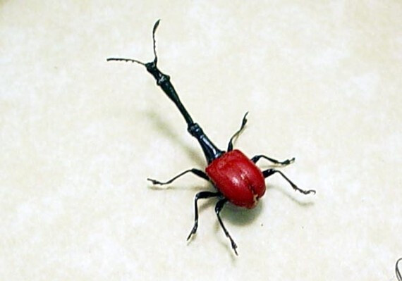 Strange Red Long Neck Madagascar Giraffe Weevil 7867