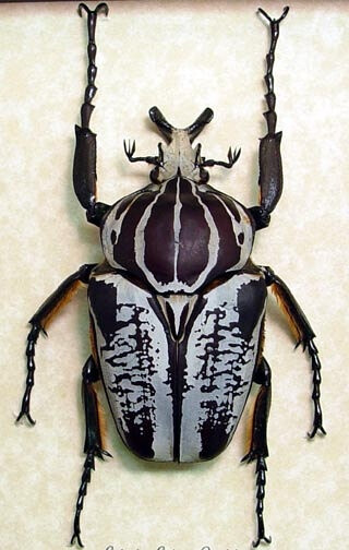 Goliathus Goliatus Undulus 97mm Real Rare Framed Beetle 9879