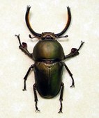 Bronze Sawtooth Beetle Lamprima Adolp...
