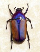 Chlorocara Africana Beetle Real Rare ...