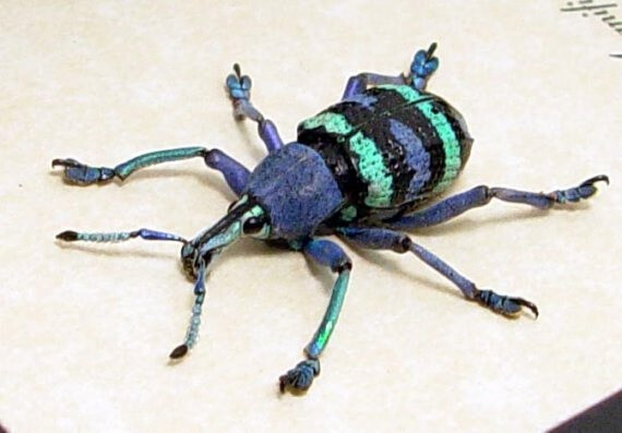 Real Purple Green Weevil Beetle Conservation Display 2339
