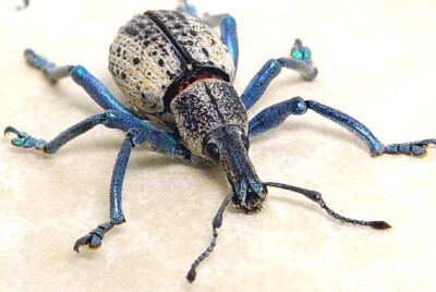 Rare Real Blue Legged Eupholus Weevil Framed Beetle