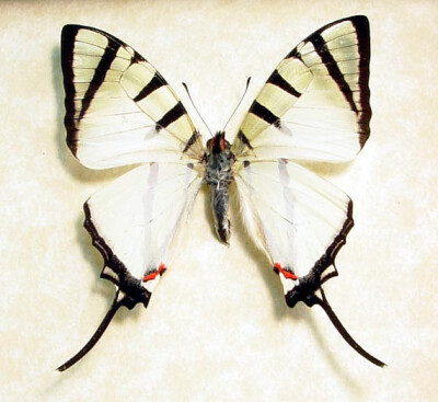 Real Framed Butterfly Graphium Agetes Elegant White Four-Bar swallowtail Free Shipping 8150