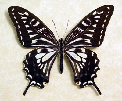 Hawaiian Butterfly Papilio Xuthus Male Real Framed Hawaii Butterfly 187 上传于2013-09-12   查看大图