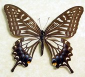 Hawaiian Butterfly Papilio Xuthus Fem...