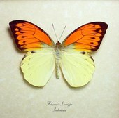 Big Orange Winged Butterfly Conservat...