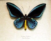 Real Framed Butterfly Ornithoptera ur...