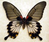 Papilio Lowi Zephyria Female Real Fra...