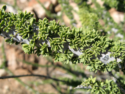 Boscia foetida