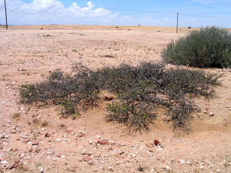 Boscia foetida