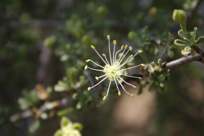 Boscia foetida