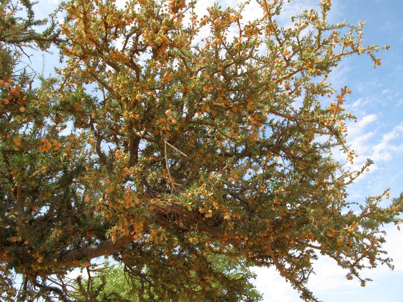 Boscia foetida