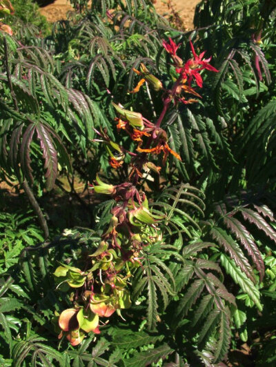 Melianthus pectinatus