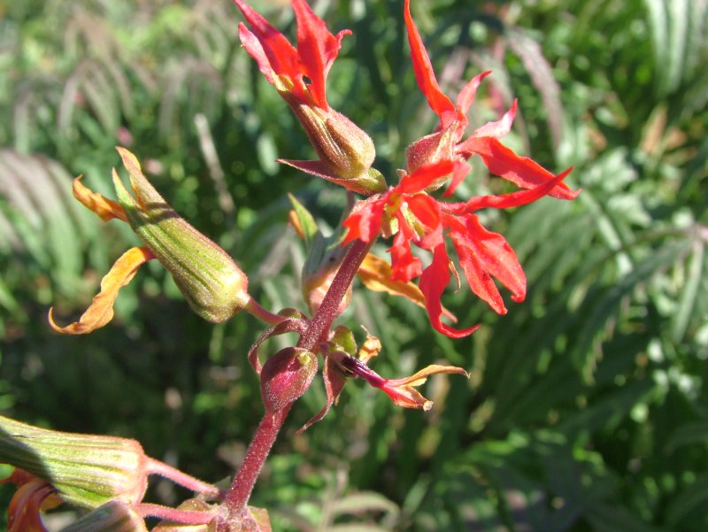  Melianthus pectinatus