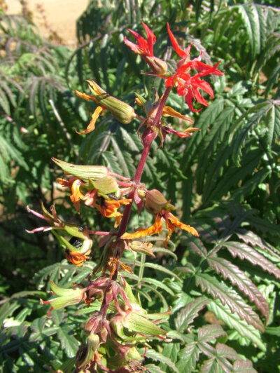  Melianthus pectinatus