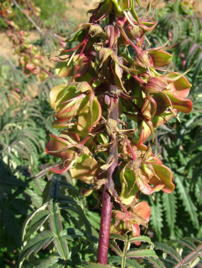  Melianthus pectinatus