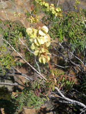 Melianthaceae包括两属，Melianthus和Bersama，以总共8种。所有6种Melianthus仅在南非发生; Bersama与它种热带非洲著名的一个位分布较广。Melianthus大（照片5）是一个相当普遍的植物，生长主要沿溪流在许多西南海角和在南部沿海合适的栖息地。这是一个大的，而有恶臭的植物在这里看到有关我们的司机/导游之一。甲种特有种纳马夸兰是Melianthus嗜（照片6），可以发现在干燥岩石斜坡增长。 DNA的数据放在Melianthaceae在一组家庭，牻牛儿苗科的，当形态的数据进行比较这种关系并不像清晰可见。一些早期的工作人员建议与虎耳草科木本成员的关系。