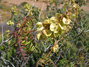 Melianthaceae包括两属，Melianthus和Bersama，以总共8种。所有6种Melianthus仅在南非发生; Bersama与它种热带非洲著名的一个位分布较广。Melianthus大（照片5）是一个相当普遍的植物，生长主要沿溪流在许多西南海角和在南部沿海合适的栖息地。这是一个大的，而有恶臭的植物在这里看到有关我们的司机/导游之一。甲种特有种纳马夸兰是Melianthus嗜（照片6），可以发现在干燥岩石斜坡增长。 DNA的数据放在Melianthaceae在一组家庭，牻牛儿苗科的，当形态的数据进行比较这种关系并不像清晰可见。一些早期的工作人员建议与虎耳草科木本成员的关系。
